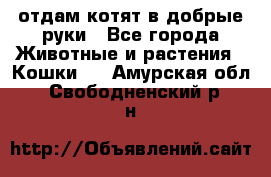 отдам котят в добрые руки - Все города Животные и растения » Кошки   . Амурская обл.,Свободненский р-н